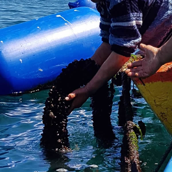 Pescadores artesanales de Los Ríos son parte de piloto que busca evaluar cultivo de pequeña escala de especies bentónicas nativas