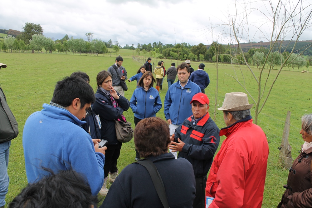 Región de Los Ríos cuenta con la primera mesa ovina para potenciar el sector