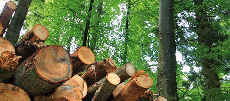 Fomentan el desarrollo de Los Ríos como región forestal
