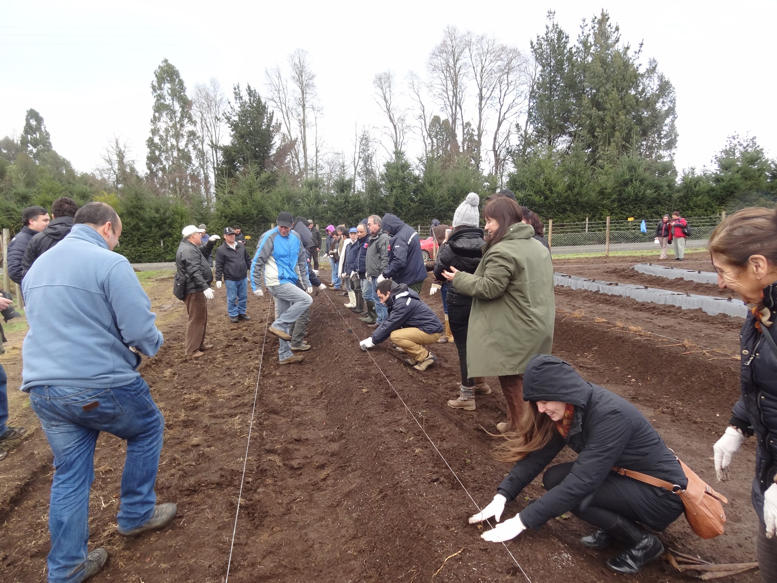 Buscan innovar en plantaciones de berries a través de estudio