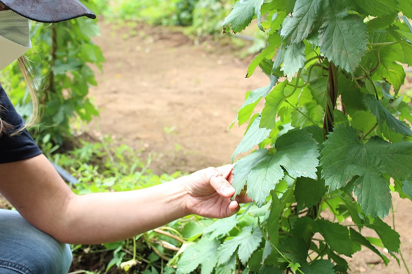 Productores(as) de lúpulo fortalecen capacidades para adaptación y desarrollo tecnológico de este cultivo