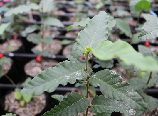 Híbridos de roble y raulí de rápido crecimiento se desarrollan en Chile para una nueva productividad y forestación