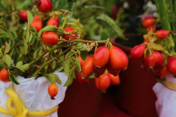Invitan a Muestra Campesina de la Rosa Mosqueta para este fin de semana