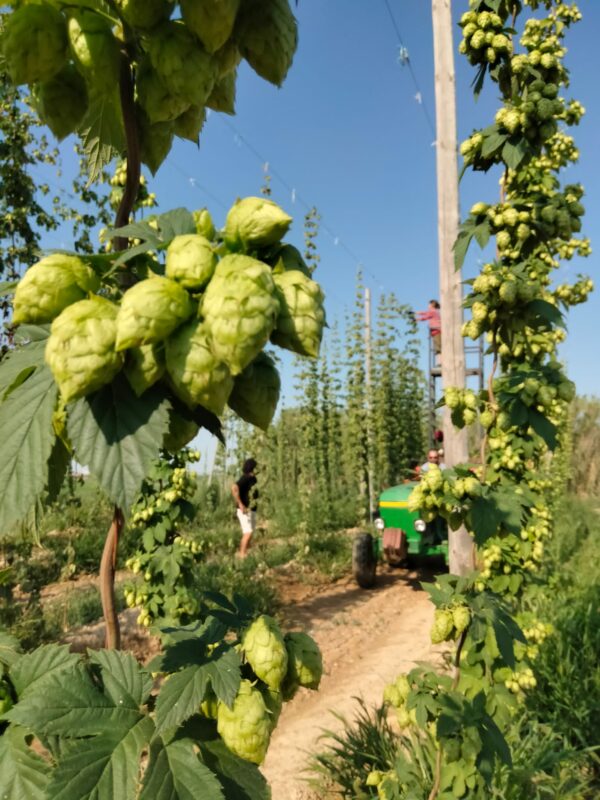 Lúpulo en Los Ríos: cultivamos nuevas oportunidades para la agricultura y la cerveza artesanal
