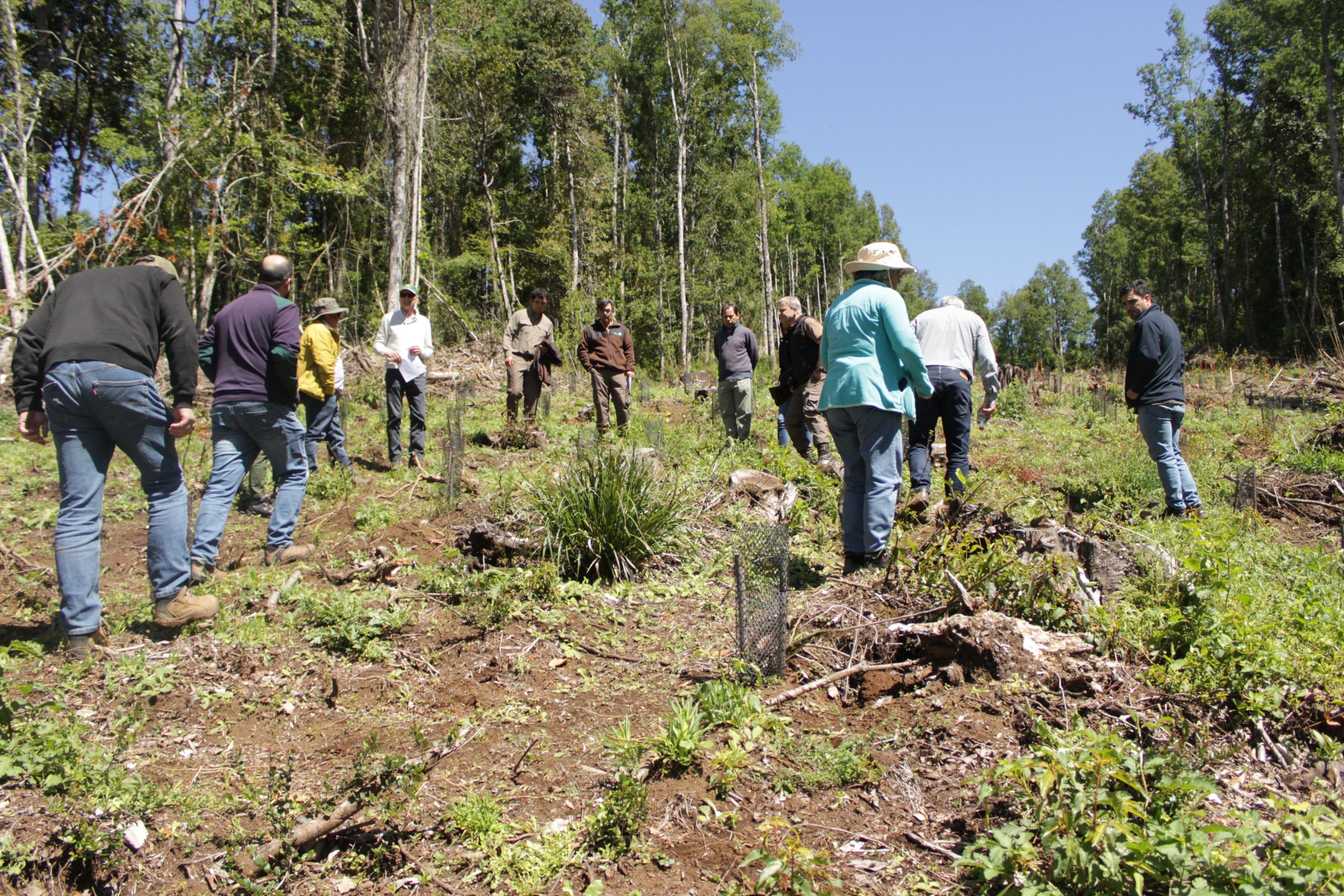 Cerramos un nuevo hito para la silvicultura nativa en Los Ríos