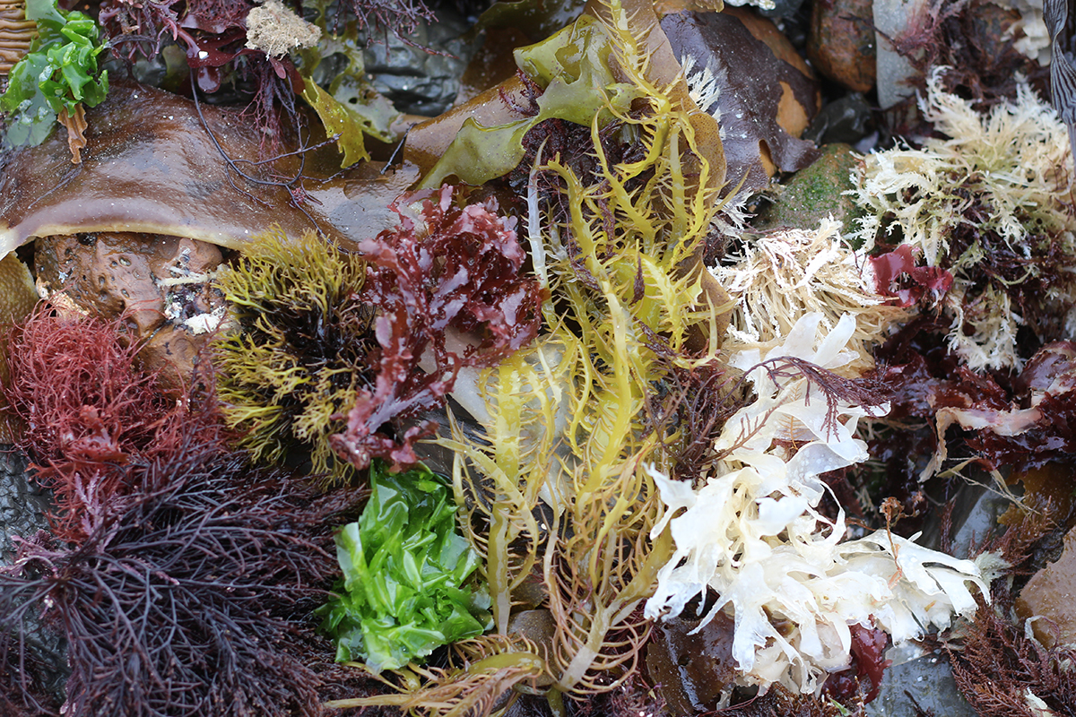 Innovación desde la costa: nuevos productos del mar que nacen en Los Ríos
