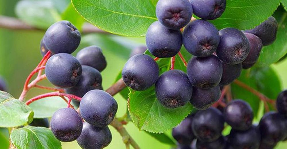 El Maqui Florece en Los Ríos. Ciencia y Oportunidades Únicas