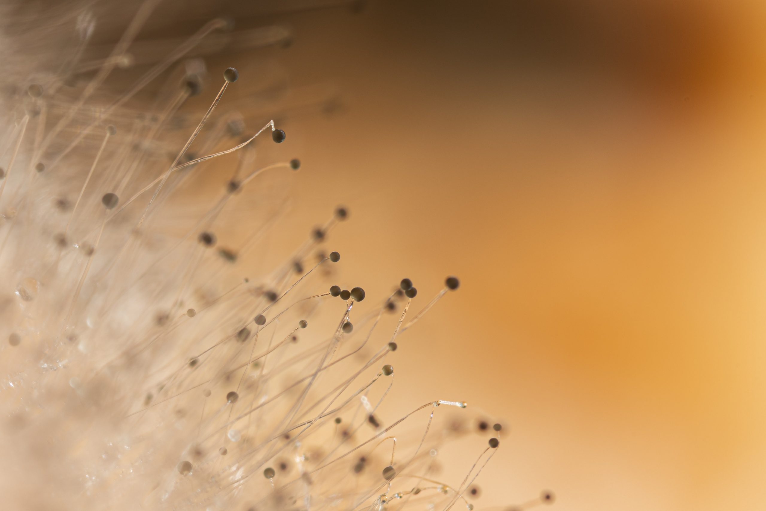 Deep Tech en Chile: una oportunidad estratégica para el desarrollo productivo desde las regiones