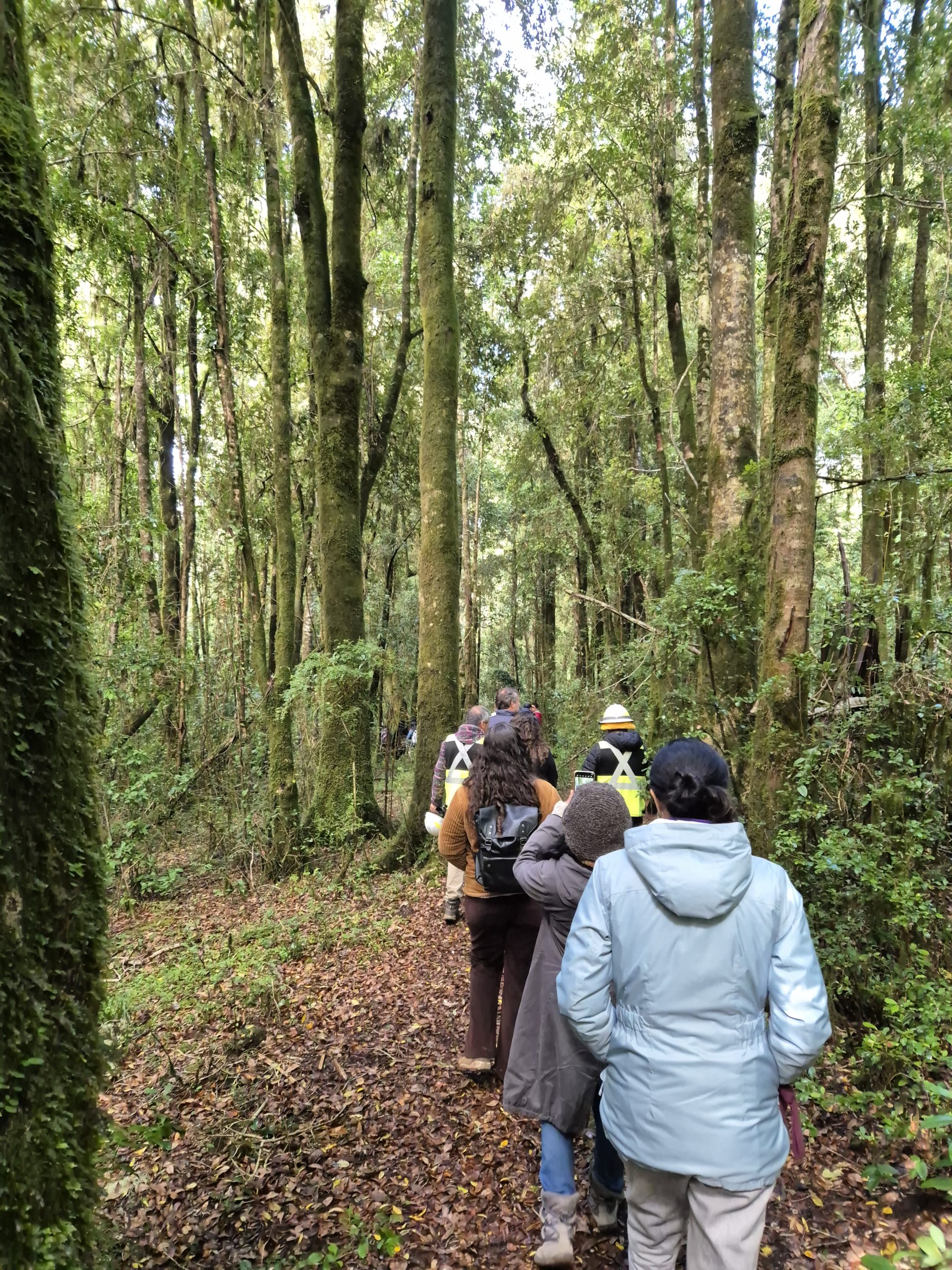Bosque Innova: Inició la ruta de innovación para el sector forestal de Los Ríos